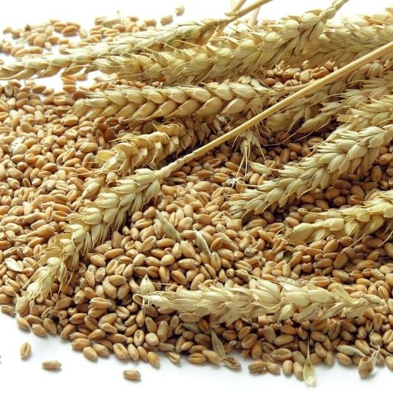 Mahasagar Wheat