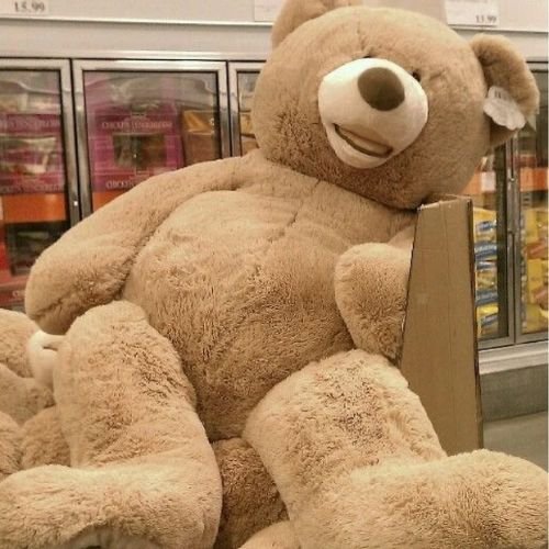 Open Mouth Teddy (American Bear)