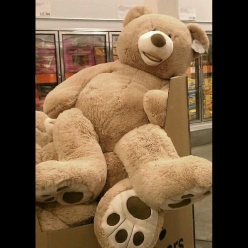 Teddy Bear Big Size
