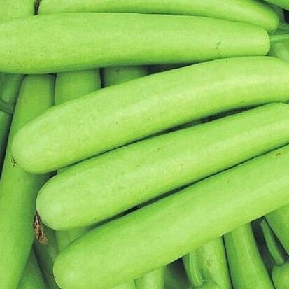 A Grade Fresh Bottle Gourd