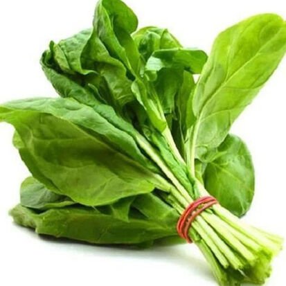 Green Fresh Spinach