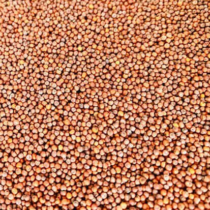 Finger Millet Seeds