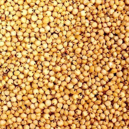 Sorghum Millet Seeds